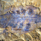 Illustration for article titled Mysterious 500 Million-Year-Old Predators Are the Ancestors of Spiders